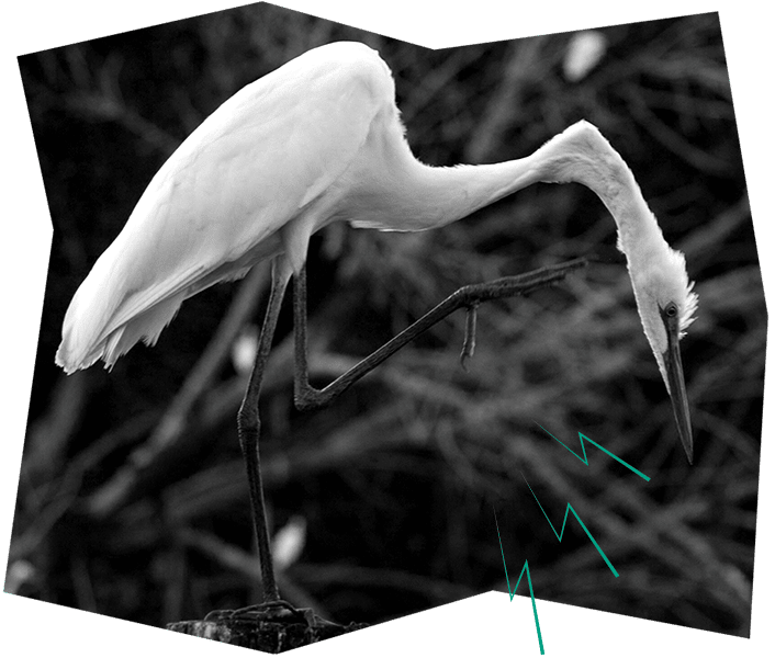 Photo d'un héron garde-boeuf