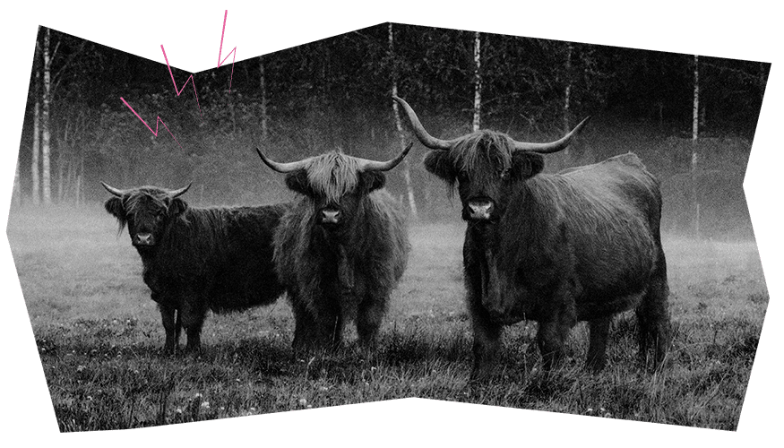 Trois Aurochs dans un champ brumeux